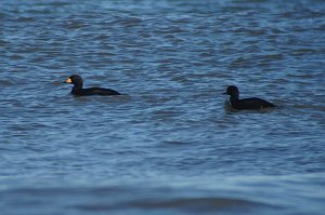 Duck, Black Scoter, 2009-10252887 Parker River NWR, MA